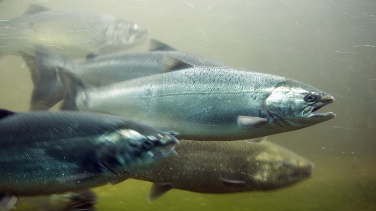 Boleń i łosoś atlantycki na liście gatunków chronionych