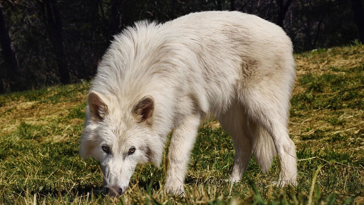Po 10 tys. lat "wskrzeszono" gatunek wilka strasznego,to przełom