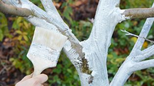 Bielenie drzewek bez wapna? Naturalne składniki z apteki i ogrodu nie spłyną z deszczem