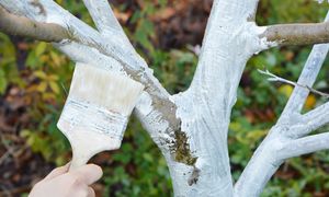 Bielenie drzewek bez wapna? Naturalne składniki z apteki i ogrodu nie spłyną z deszczem