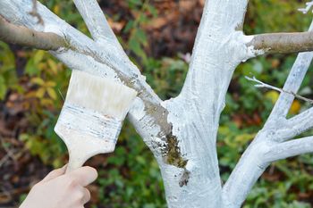 Bielenie drzewek bez wapna? Naturalne składniki z apteki i ogrodu nie spłyną z deszczem