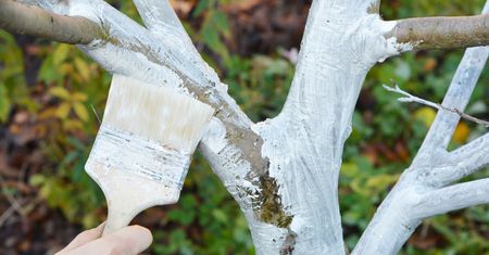 Bielenie drzewek bez wapna? Naturalne składniki z apteki i ogrodu nie spłyną z deszczem