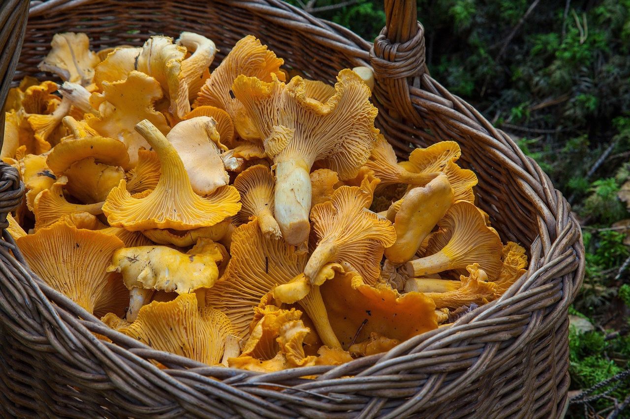 "Aż oniemiałam". Chciała kupić kurki, ale zerknęła na cenę