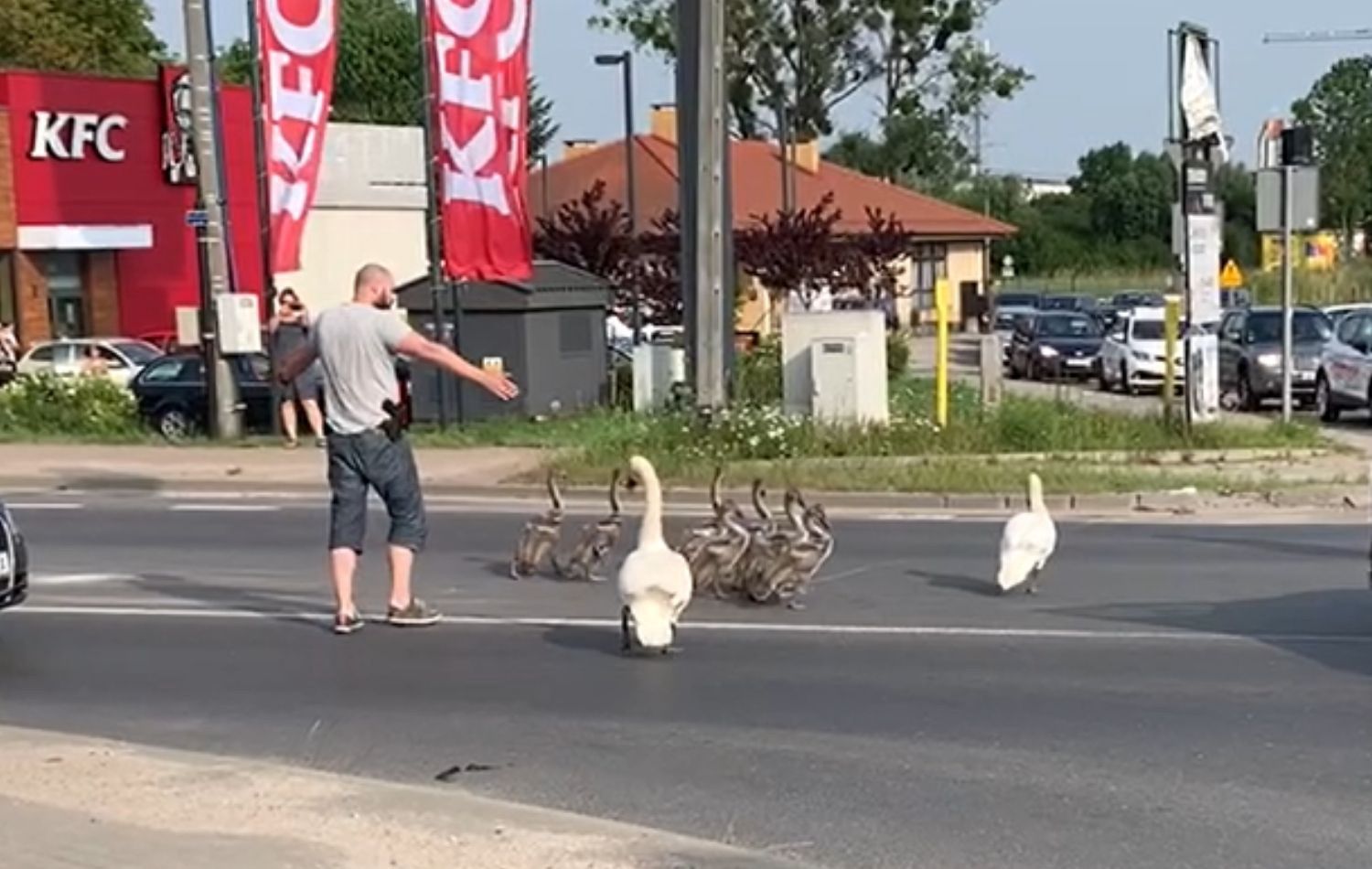 Gdańsk. Łabędzie w opresji. Wezwano policję