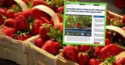 Taniej, szybciej, więcej. Czesi jadą po truskawki do Polski