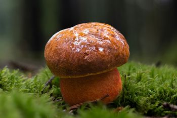 W lasach pojawiły się pierwsze borowiki. Z tych okazów zrobisz przepyszny sos