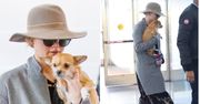 Jennifer Lawrence ukrywa się z psem na lotnisku