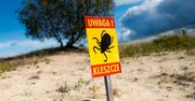 Inwazja kleszczy. Ogromna liczba przypadków boreliozy