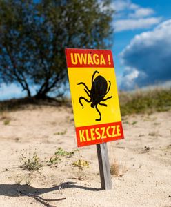 Inwazja kleszczy. Ogromna liczba przypadków boreliozy