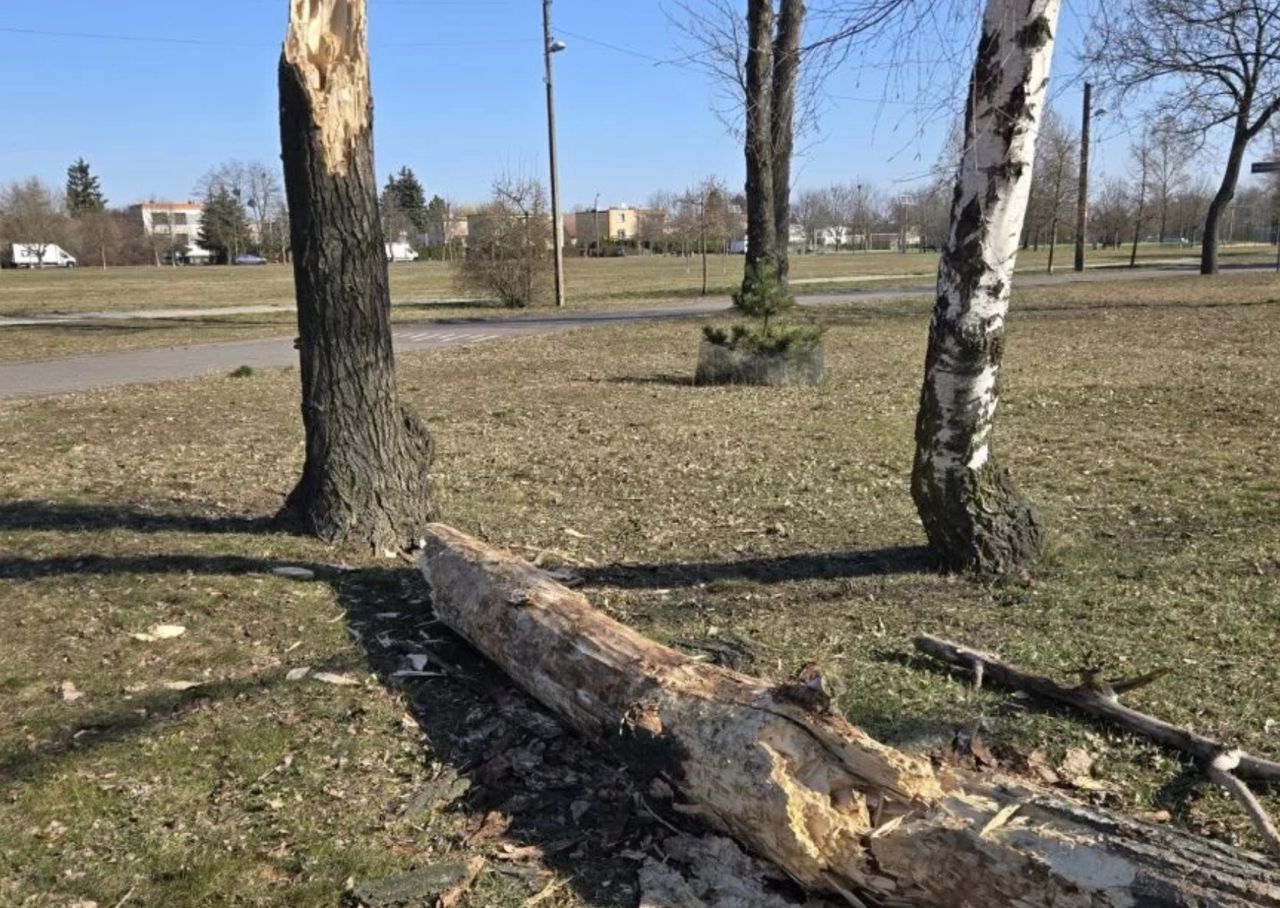 Groźna sytuacja na Świerczewie. Drzewo runęło przy placu zabaw