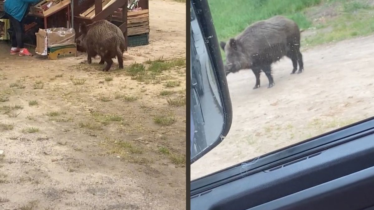Kierowca TIR-a nagrał całą scenę