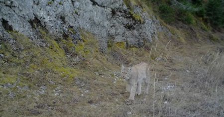 Rzadki w Polsce gatunek uchwycony przez fotopułapkę. W tym regionie jest ich tylko 11 [WIDEO]
