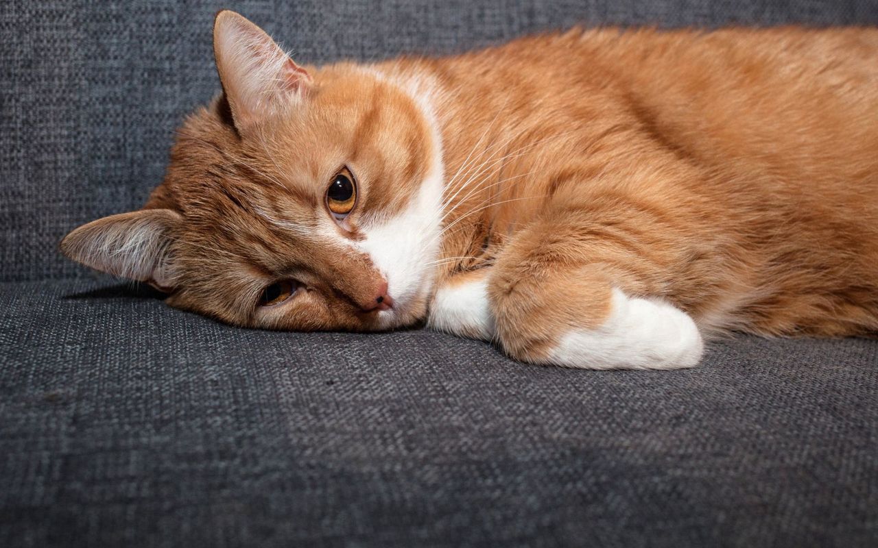 When your cat suffers in silence: Signs you shouldn't ignore