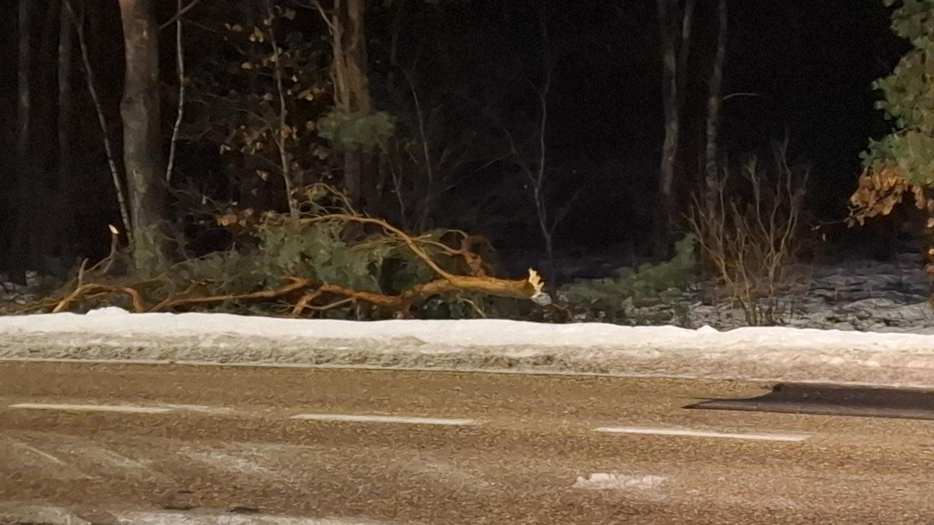 Strażacy udrażniali też drogi zablokowane przez powalone drzewa w Golubiu-Dobrzyniu