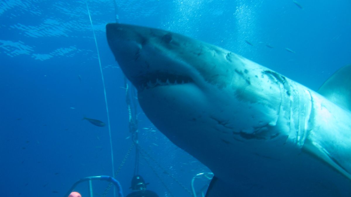 megalodon
