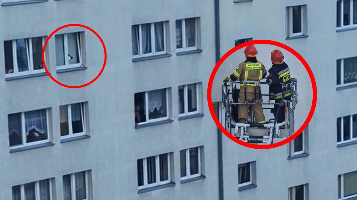 Strażacy uratowali kota