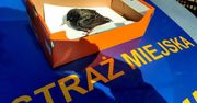 Ponad 300 interwencji w sprawie zwierząt. Intensywny marzec dla poznańskiej straży miejskiej