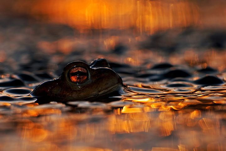 Polak wśród zwycięzców Wildlife Photographer of the Year 2013 [galeria] 5