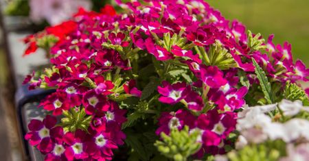 Biją na głowę pelargonie. Każdy zwróci uwagę na twój balkon