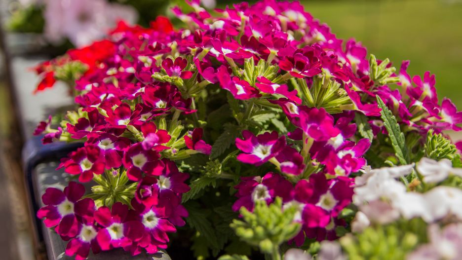 grass, white, purple, verbena, nature, europe, aesthetics, building, prague, house, lifestyle, pink, colorful, beautiful, spring, summer, outdoor, city, balcony, flowers