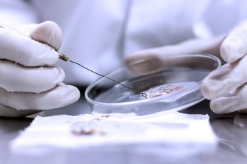 Lekarze mają coraz mniej możliwości. Ten grzyb uodpornił się na główne terapie