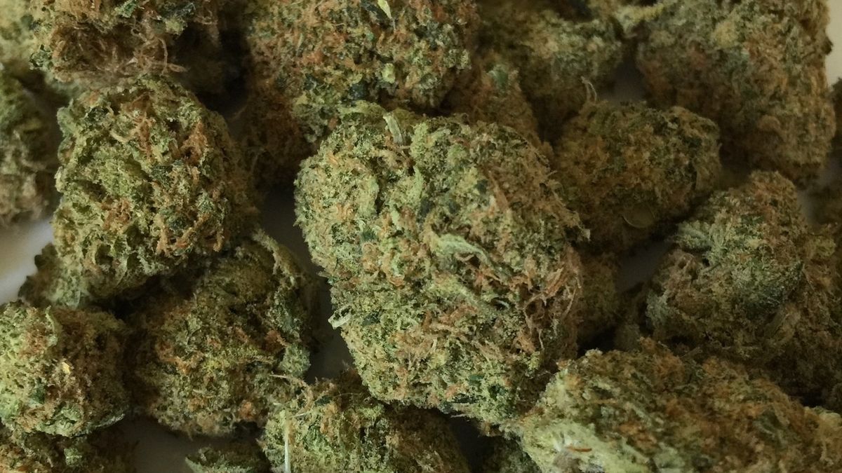 Przemyt aż 91 kg marihuany udaremniła Krajowa Administracja Skar