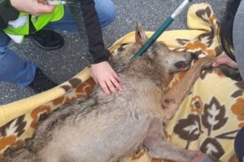 Chudy i bezbronny. To nie pies. Ktoś go potrącił i uciekł