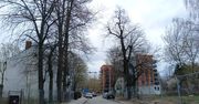 Białystok: Mieszkańcy chcą ratować stuletnią lipę przy Grunwaldzkiej