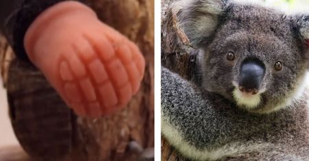 Koala przeżyła koszmar. Znalazł się ktoś, kto pomógł
