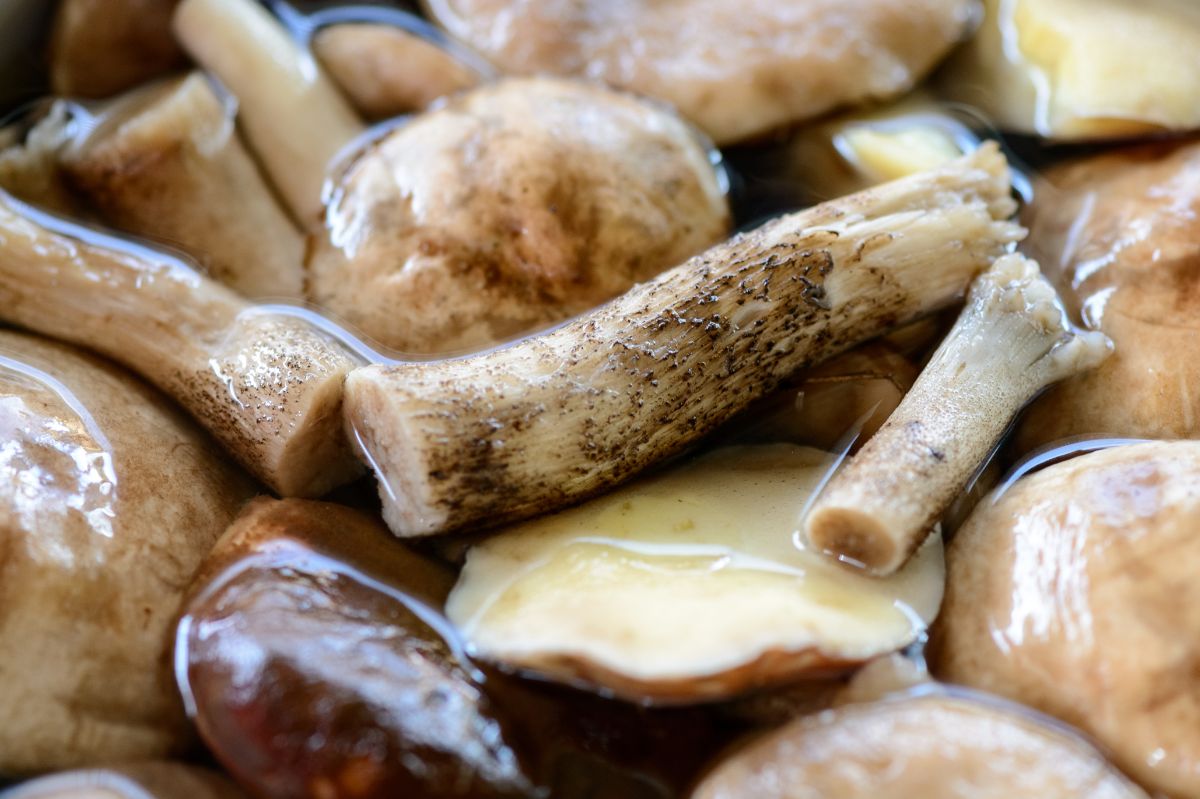 Safe picking: Battling worms in your fall mushroom harvest