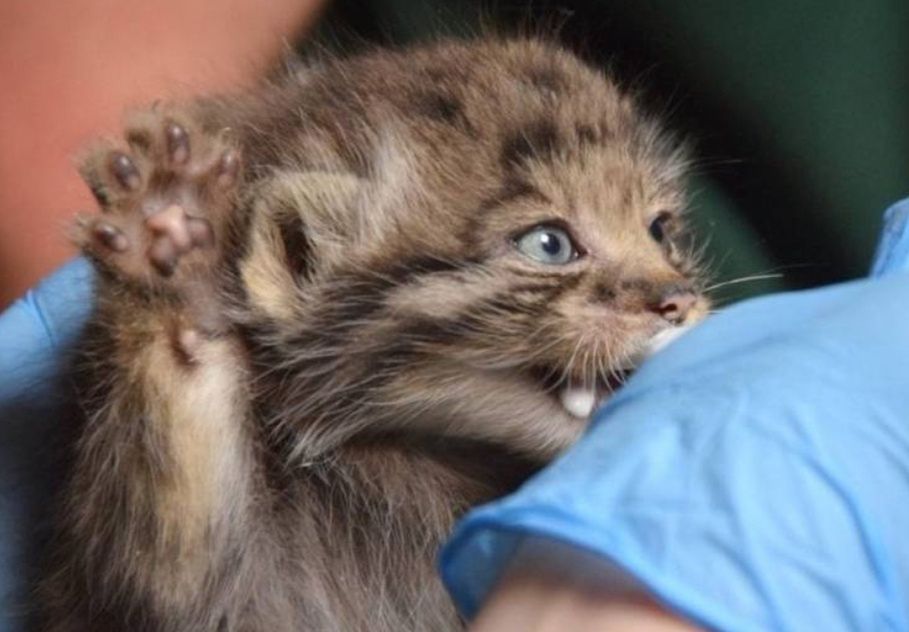 W maju w poznańskim zoo na świat przyszło sześć młodych manuli