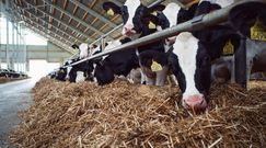 Kolejne podatki na mięso? Przyszłość rolnictwa w Polsce