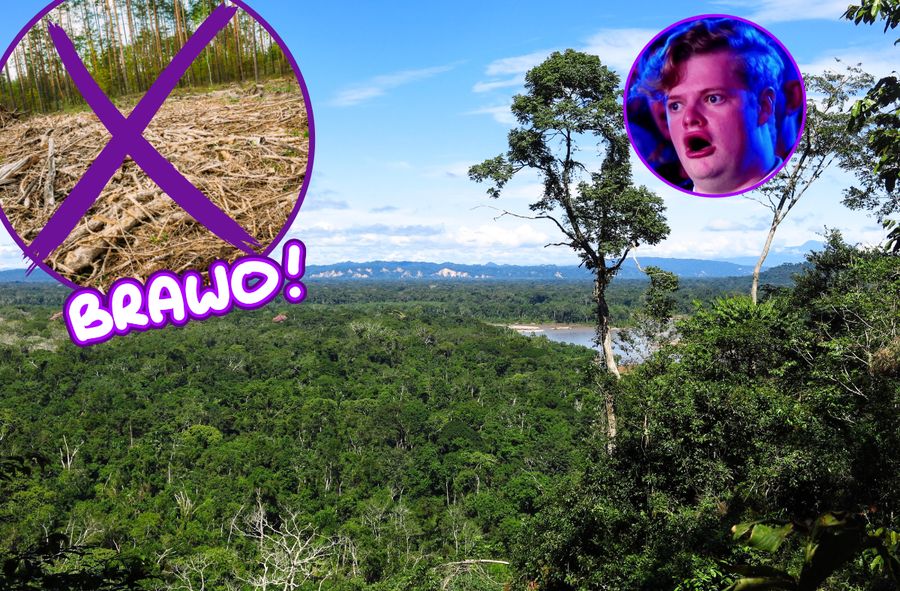 Lasy Amazonii o 60 proc. mniej wycinki