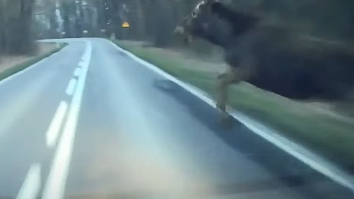 Łoś wyskoczył przed maskę auta