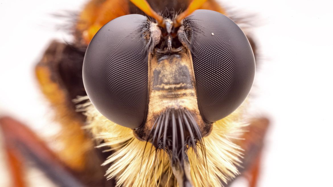 Laowa 25 mm f/2.8 2.5-5x Ultra Macro - zdjęcia przykładowe i cena 1