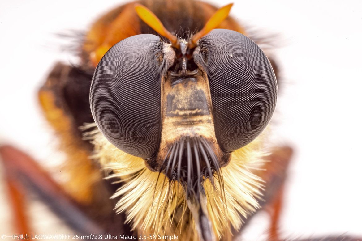 Laowa 25 mm f/2.8 2.5-5x Ultra Macro - zdjęcia przykładowe i cena 1