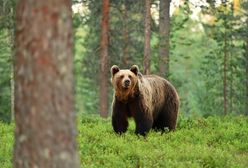 Niedźwiedzie na wyciągnięcie ręki. Niezwykła atrakcja tuż za polską granicą