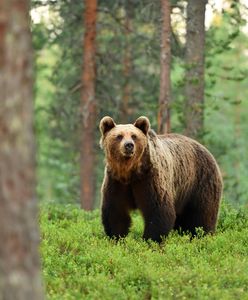 Niedźwiedzie na wyciągnięcie ręki. Niezwykła atrakcja tuż za polską granicą