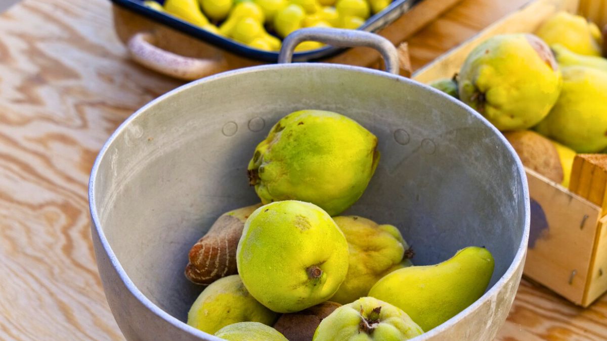 Pigwa jest mało doceniana. 