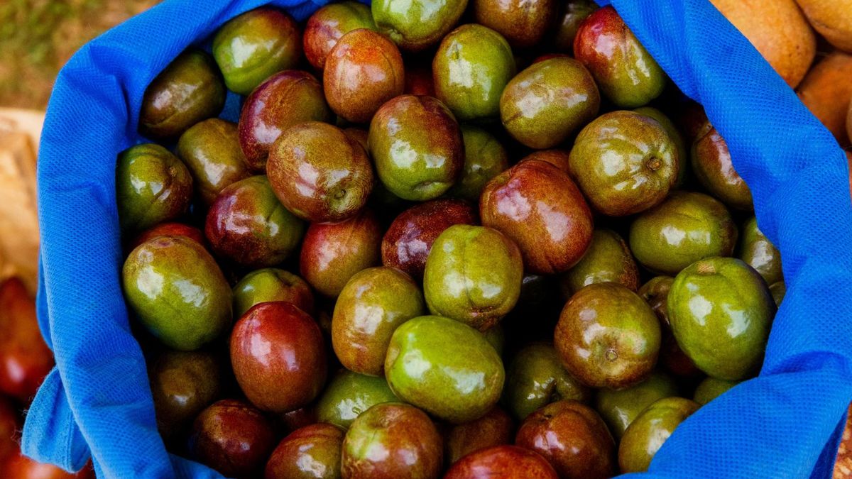 Śliwiec jest bogaty w witaminy, minerały i antyoksydanty.