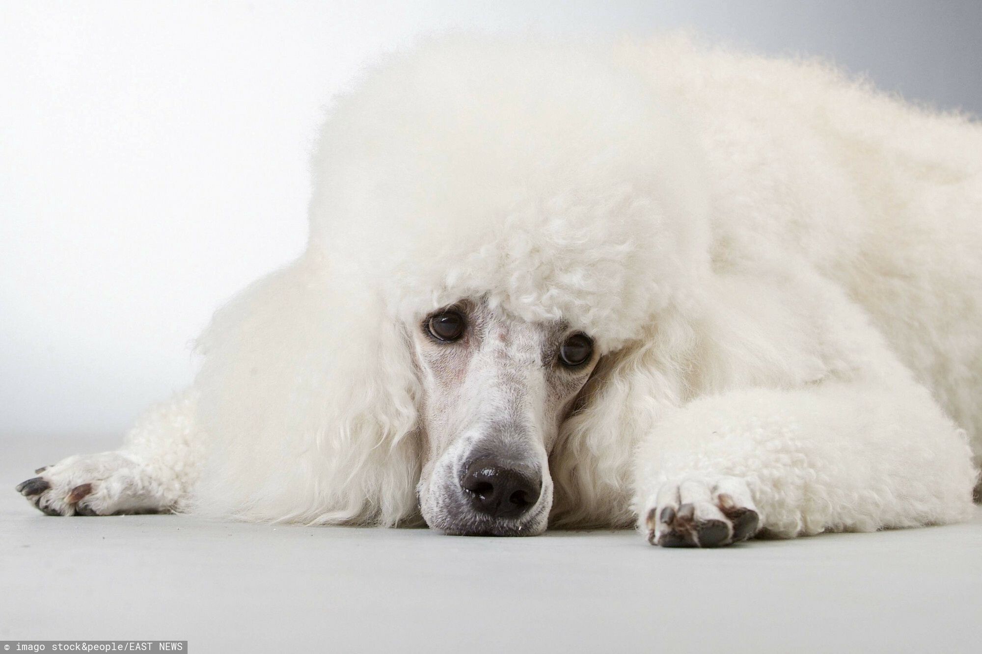 Pudelek przypomina: NIE STRZELAM W SYLWESTRA!