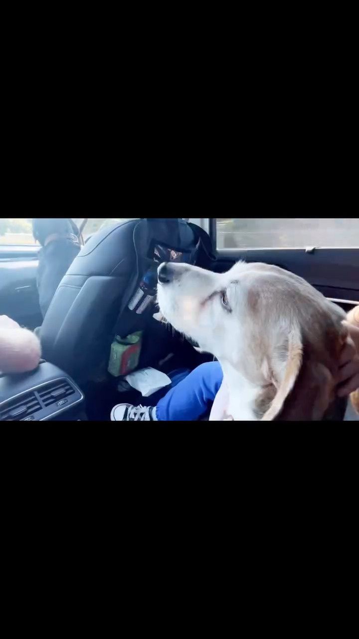 Meghan Markle veröffentlichte ein rührendes Video über ihren verstorbenen Hund.