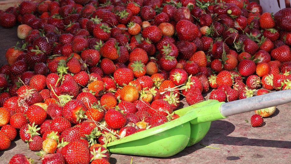 Ceny truskawek w Toruniu