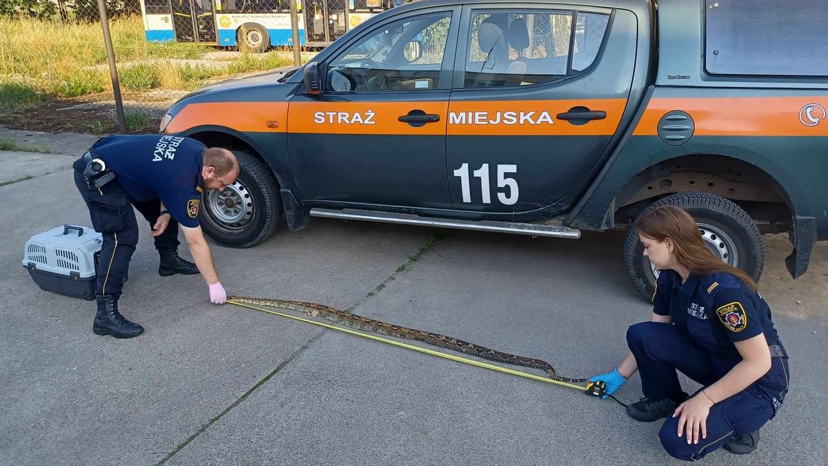 Ogromny i martwy wąż znaleziony w Gdyni. 