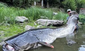 Wędkarz wyłowił giganta. Sum mierzył aż 2,68 m długości