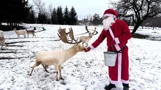 Wola Łużańska: Wiemy, gdzie mieszkają renifery. Hoduje je Jerzy Ptaszek