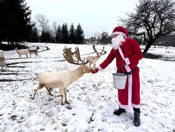Wola Łużańska: Wiemy, gdzie mieszkają renifery. Hoduje je Jerzy Ptaszek