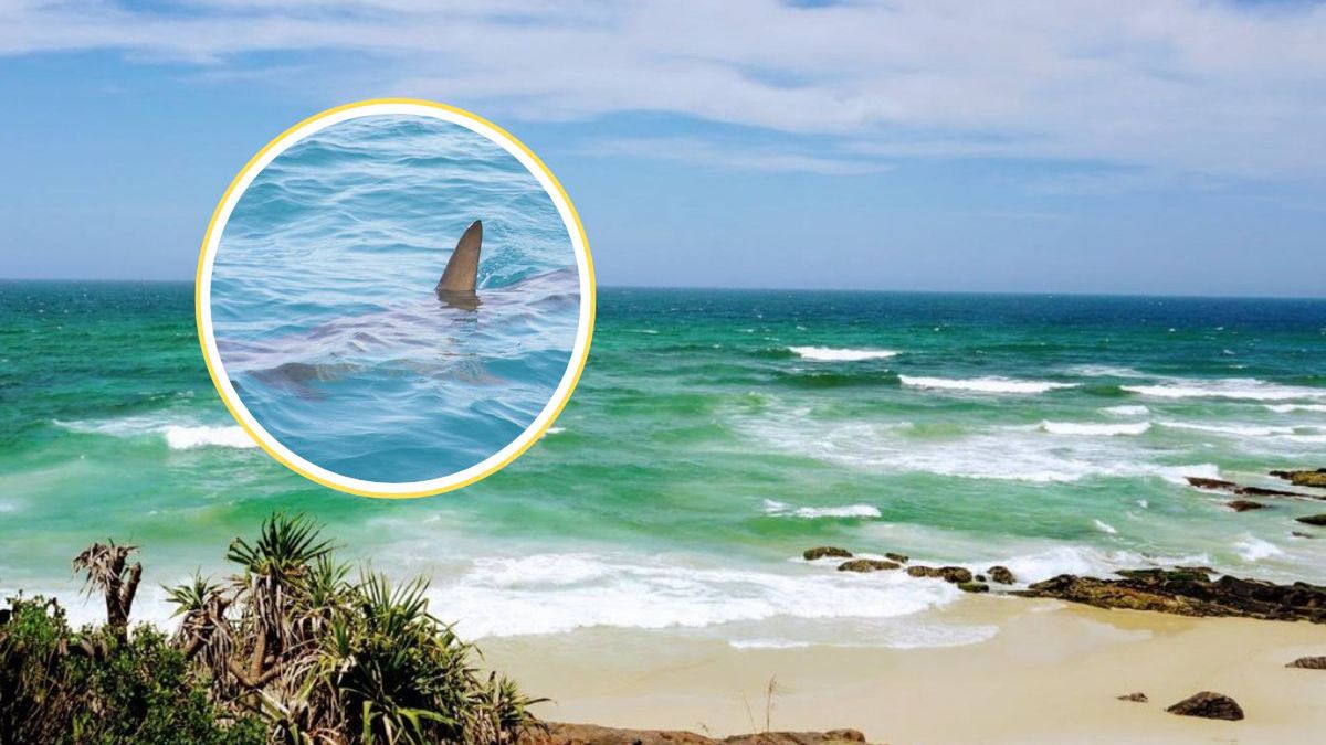 Atak rekina w Australii. Ranny nastolatek trafił do szpitala