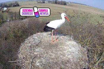 "Wróciła!" Przyleciała aż z Afryki. 24/7 można zobaczyć na żywo