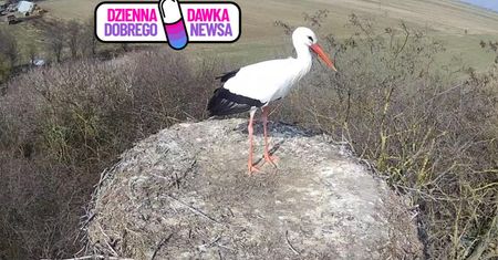 "Wróciła!" Przyleciała aż z Afryki. 24/7 można zobaczyć na żywo